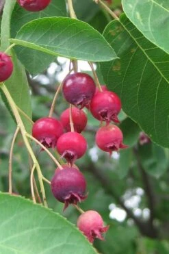 Shadblow Serviceberry Tree (Amelanchier Canadensis) - 5 Gallon Pot -Best Plant Shop amelanchier arborea shadblow serviceberry berries 3