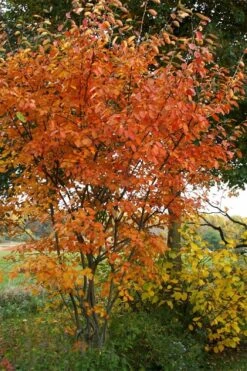 Shadblow Serviceberry Tree (Amelanchier Canadensis) - 5 Gallon Pot -Best Plant Shop amelanchier arborea shadblow serviceberry fall foliage