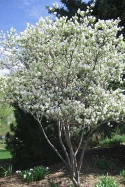 Shadblow Serviceberry Tree (Amelanchier Canadensis) - 3 Pack Of 1.5 Quart Pots -Best Plant Shop amelanchier arborea shadblow serviceberry tree 2 1