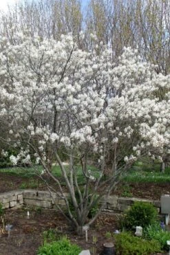 Shadblow Serviceberry Tree (Amelanchier Canadensis) - 5 Gallon Pot -Best Plant Shop amelanchier arborea shadblow serviceberry tree 3