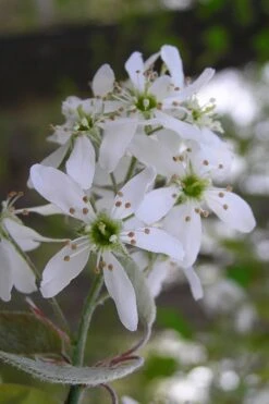 Autumn Brilliance Serviceberry Tree - 1 Gallon Pot -Best Plant Shop amelanchier grandiflora autumn brilliance serviceberry 1