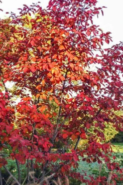 Autumn Brilliance Serviceberry Tree - 1 Gallon Pot -Best Plant Shop amelanchier grandiflora autumn brilliance serviceberry 3