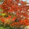 Autumn Brilliance Serviceberry Tree - 1 Gallon Pot -Best Plant Shop amelanchier grandiflora autumn brilliance serviceberry 4