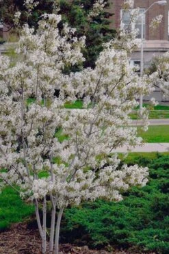 Autumn Brilliance Serviceberry Tree - 1 Gallon Pot -Best Plant Shop amelanchier grandiflora autumn brilliance serviceberry 6