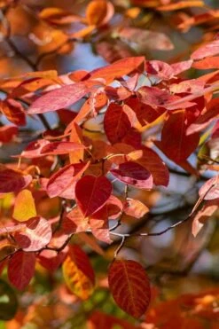 Autumn Brilliance Serviceberry Tree - 1 Gallon Pot -Best Plant Shop amelanchier grandiflora autumn brilliance serviceberry 9