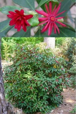 Florida Anise - Illicium Floridanum - 7 Gallon Pot -Best Plant Shop anise florida illicium floridanum 500x750 1