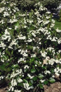 Autumn Magic Aronia (Black Chokeberry) - 3 Gallon Pot -Best Plant Shop aronia melanocarpa autumn magic black chokeberry 3