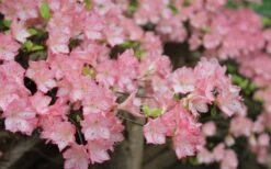 Amy Azalea - 3 Gallon Pot 10 Amy Azalea - 3 Gallon Pot -Best Plant Shop azalea amy 8