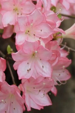 Amy Azalea - 3 Gallon Pot 11 Amy Azalea - 3 Gallon Pot -Best Plant Shop azalea amy 9