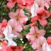 Astronaut Azalea - 3 Gallon Pot -Best Plant Shop azalea astronaut 1 1