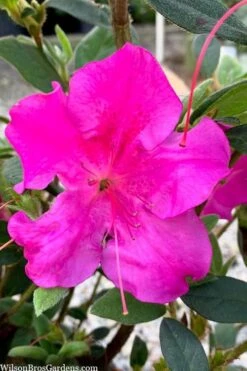 Echo Bloom 'N Again Azalea - 2 Gallon Pot 12 Echo Bloom 'N Again Azalea - 2 Gallon Pot -Best Plant Shop azalea bloom n again augusta echo 7