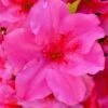 Pink Explosion Bloom 'N Again Azalea - 2 Gallon Pot -Best Plant Shop azalea bloom n again pink explosion 11