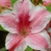 Lady Cavendish Azalea - 1 Gallon Pot -Best Plant Shop azalea cavendish 1
