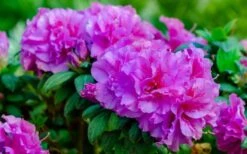 Autumn Majesty Encore Azalea - 3 Gallon Pot -Best Plant Shop azalea encore autumn majesty 13