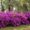 Formosa Southern Indica Azalea - 1 Gallon Pot -Best Plant Shop azalea formosa hedge 1