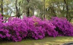 Formosa Southern Indica Azalea - 3 Gallon Pot 11 Formosa Southern Indica Azalea - 3 Gallon Pot -Best Plant Shop azalea formosa hedge
