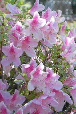 George L. Taber Southern Indica Azalea - 1 Gallon Pot 11 George L. Taber Southern Indica Azalea - 1 Gallon Pot -Best Plant Shop azalea george taber 11