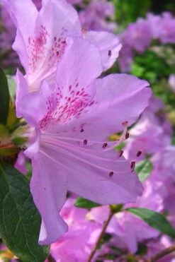 Gulf Pride Fragrant Southern Indica Azalea - 3 Gallon Pot 11 Gulf Pride Fragrant Southern Indica Azalea - 3 Gallon Pot -Best Plant Shop azalea gulf pride 2