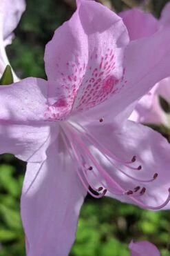 Gulf Pride Fragrant Southern Indica Azalea - 3 Gallon Pot 12 Gulf Pride Fragrant Southern Indica Azalea - 3 Gallon Pot -Best Plant Shop azalea gulf pride 5