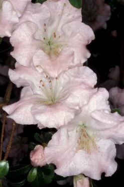 Gwenda Azalea (Robin Hill Hybrid) - 6 Pack Of 1 Gallon Pots -Best Plant Shop azalea gwenda 6 1