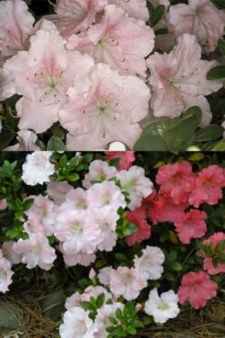 Gwenda Azalea (Robin Hill Hybrid) - 6 Pack Of 1 Gallon Pots -Best Plant Shop azalea gwenda 7 1