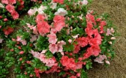 Hilda Niblett Azalea - 2 Gallon Pot 17 Hilda Niblett Azalea - 2 Gallon Pot -Best Plant Shop azalea hilda niblet flowers