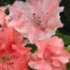 Hilda Niblett Azalea - 2 Gallon Pot -Best Plant Shop azalea hilda niblett 11