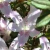 Lilacina Southern Indica Azalea - 3 Gallon Pot -Best Plant Shop azalea indica lilacina 5