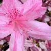 Northlake Beauty Azalea - 6 Pack Of 1 Gallon Pots 1 Northlake Beauty Azalea - 6 Pack Of 1 Gallon Pots -Best Plant Shop azalea northlake beauty 10