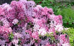 Northlake Beauty Azalea - 3 Gallon Pot 9 Northlake Beauty Azalea - 3 Gallon Pot -Best Plant Shop azalea northlake beauty 13 1