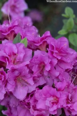 Perfecto Mundo Double Purple Reblooming Azalea - 1 Gallon Pot -Best Plant Shop azalea perfecto mondo double20purple 3