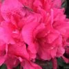 Perfecto Mundo Double Dark Pink Reblooming Azalea - 3 Gallon Pot -Best Plant Shop azalea perfecto mundo double dark pink 2