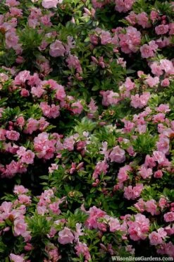 Perfecto Mundo Double Pink Reblooming Azalea - 3 Gallon Pot -Best Plant Shop azalea perfecto mundo double pink 1