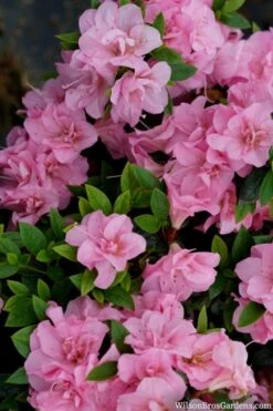 Perfecto Mundo Double Pink Reblooming Azalea - 2 Gallon Pot -Best Plant Shop azalea perfecto mundo double pink 2 1