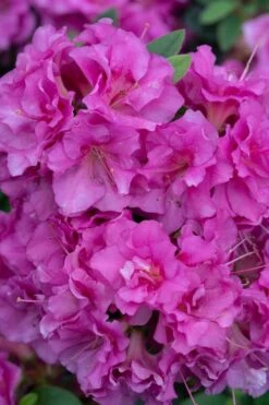 Perfecto Mundo Double Purple Reblooming Azalea - 1 Gallon Pot -Best Plant Shop azalea perfecto mundo double purple 500x750 1
