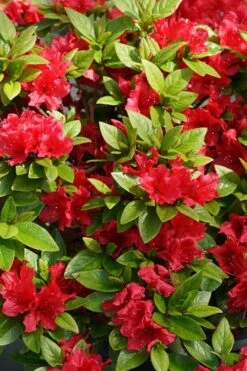 Perfecto Mundo Red Reblooming Azalea - 2 Gallon Pot -Best Plant Shop azalea perfecto mundo red 2