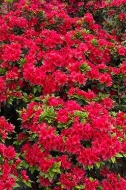 Perfecto Mundo Red Reblooming Azalea - 2 Gallon Pot -Best Plant Shop azalea perfecto mundo red 5