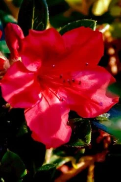 Perfecto Mundo Red Reblooming Azalea - 2 Gallon Pot -Best Plant Shop azalea perfecto mundo red 6