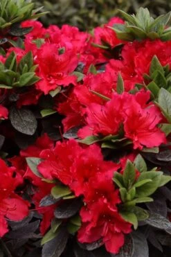 Perfecto Mundo Red Reblooming Azalea - 2 Gallon Pot -Best Plant Shop azalea perfecto mundo red 8