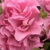 Perfecto Mundo Double Pink Reblooming Azalea - 2 Gallon Pot 1 Perfecto Mundo Double Pink Reblooming Azalea - 2 Gallon Pot -Best Plant Shop azalea perfectomundo double pink 100