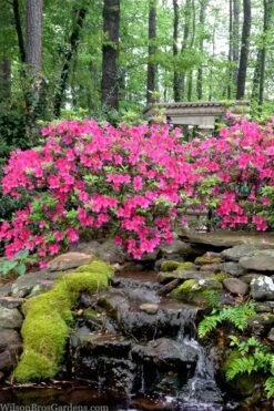 Pink Formosa Azalea - 6 Pack Of 1 Gallon Pots -Best Plant Shop azalea pink formosa 2