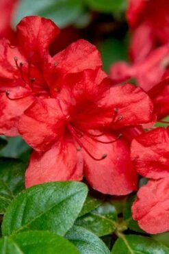 Stewartstonian Azalea - 1 Gallon Pot 14 Stewartstonian Azalea - 1 Gallon Pot -Best Plant Shop azalea stewartstonian 2