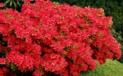 Stewartstonian Azalea - 1 Gallon Pot 17 Stewartstonian Azalea - 1 Gallon Pot -Best Plant Shop azalea stewartstonian 3