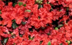 Stewartstonian Azalea - 1 Gallon Pot 19 Stewartstonian Azalea - 1 Gallon Pot -Best Plant Shop azalea stewartstonian 4