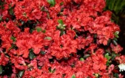 Stewartstonian Azalea - 1 Gallon Pot 18 Stewartstonian Azalea - 1 Gallon Pot -Best Plant Shop azalea stewartstonian 6