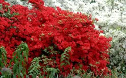 Stewartstonian Azalea - 1 Gallon Pot 15 Stewartstonian Azalea - 1 Gallon Pot -Best Plant Shop azalea stewartstonian 7