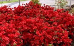 Stewartstonian Azalea - 1 Gallon Pot 16 Stewartstonian Azalea - 1 Gallon Pot -Best Plant Shop azalea stewartstonian 8