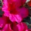 Temple Alexandra Aromi Evergreen Azalea - 1 Gallon Pot -Best Plant Shop azalea temple alexandra 2