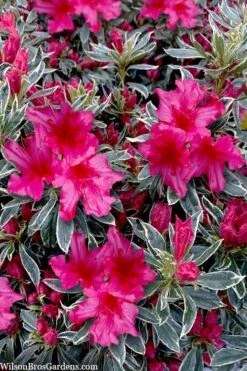 The Robe Azalea - 3 Gallon Pot -Best Plant Shop azalea the robe 3