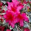 The Robe Azalea - 3 Gallon Pot -Best Plant Shop azalea the robe 4